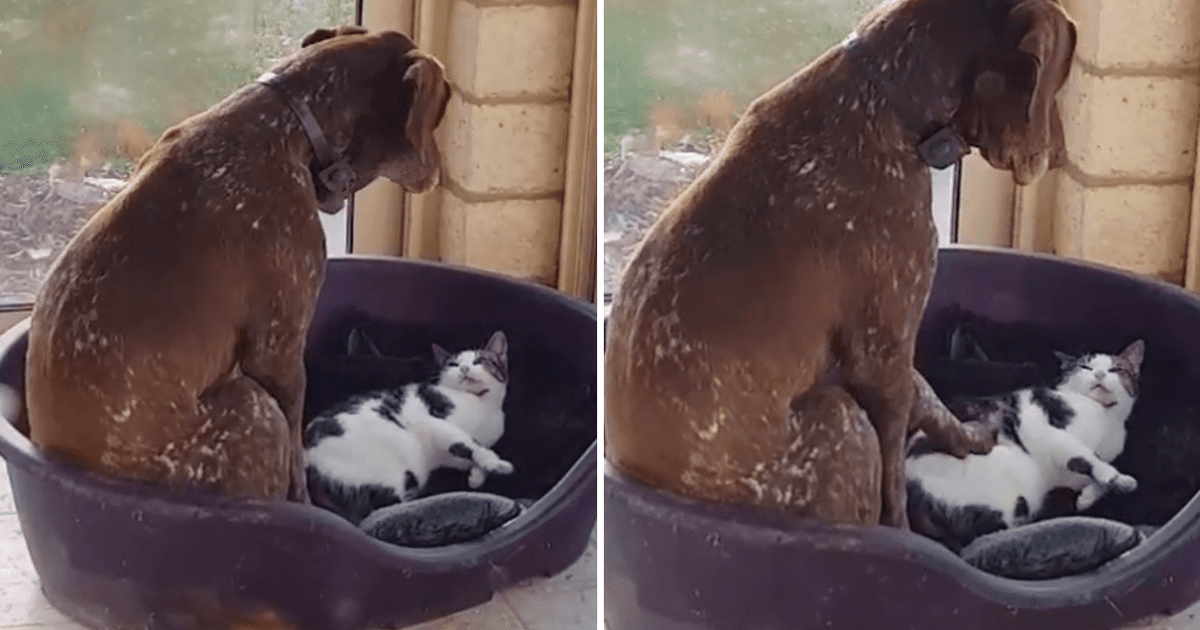 Facebook viral Perro intenta echar a un travieso gatito que se apoderó