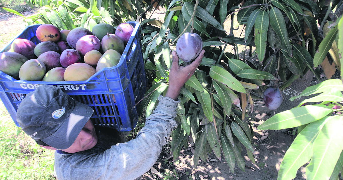 Productores De Mango Proyectan Exportar 180 Mil Toneladas Al Mercado