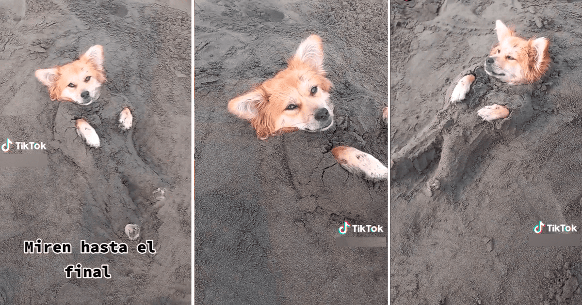 Tiktok Viral Solo Falta El Bloqueador Captan A Perrito Enterrado En