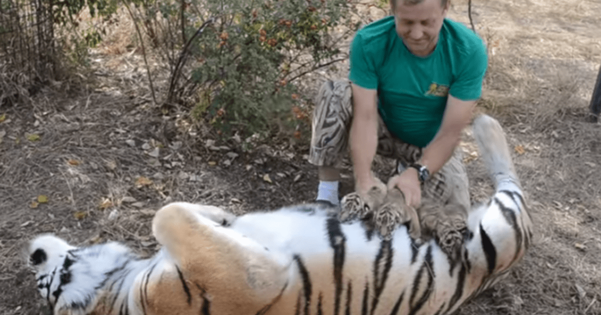 Youtube Viral Ingresa A Jaula De Tigre Para Conocer A Sus Cr As Y