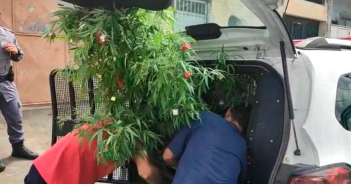 Brasil Arrestan A Hombre Que Ten A Un Rbol De Navidad De Cannabis