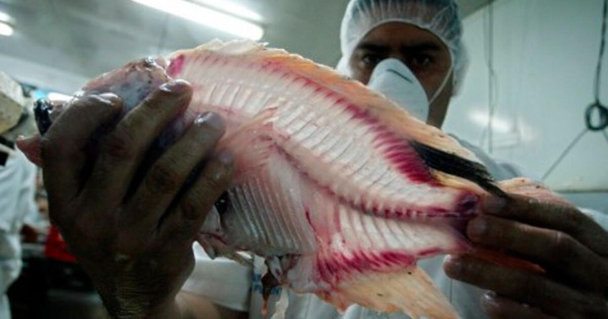 Implantan Vagina Hecha Con Piel De Tilapia A Mujer Transexual El