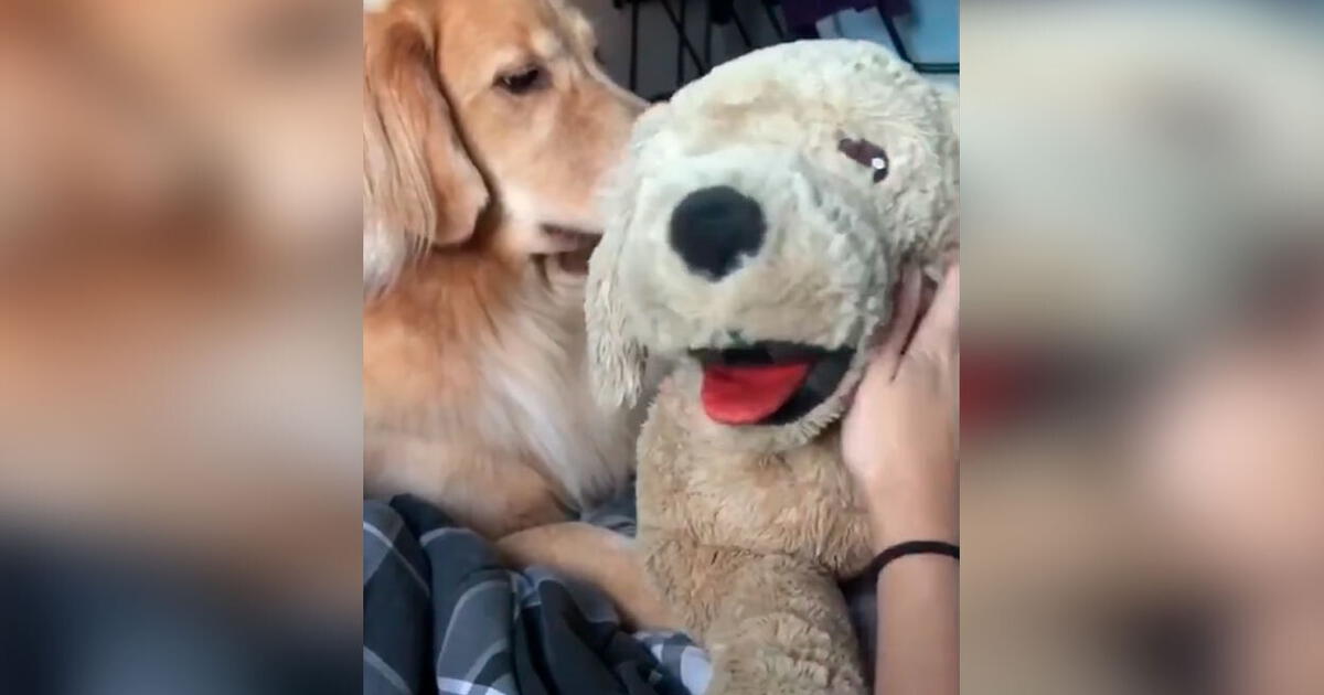 Tiktok Viral Perro Tiene Furiosa Reacci N Al Ver Que Su Due A Acaricia