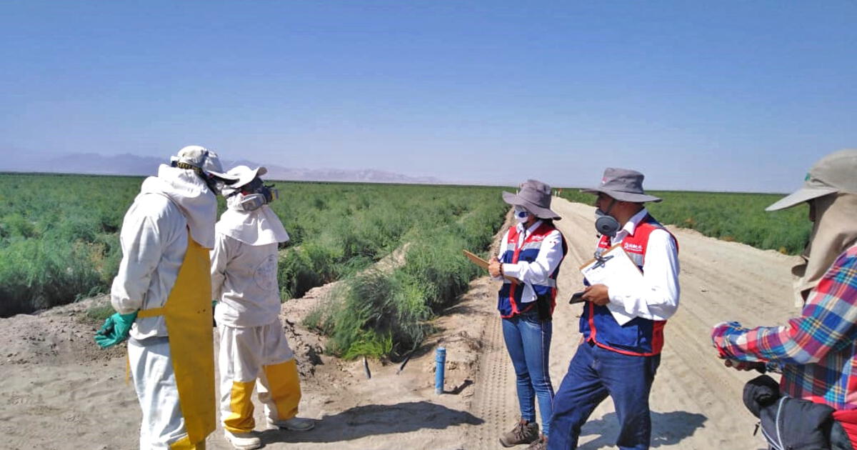 Sunafil M S De Mil Trabajadores Fueron Incorporados A Planilla