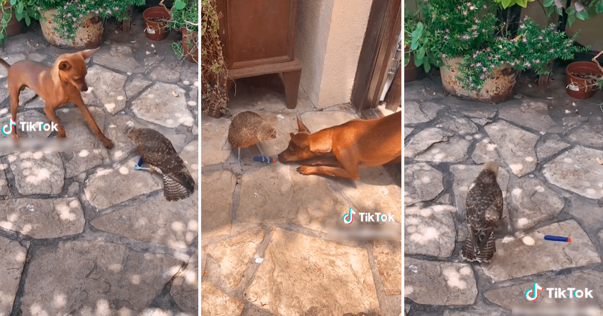 TikTok viral perrito y águila se enfrascan en una pelea al no querer