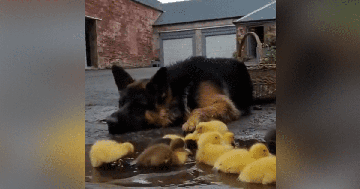 Facebook Viral Perro Protagoniza Tierna Escena Al Cuidar Un Grupo De