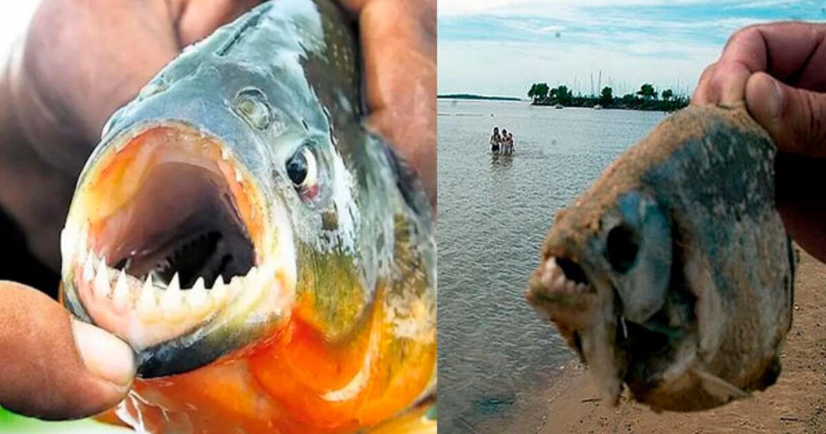 Palometas ataque en Santa Fé qué son diferencia con pirañas qué pasó