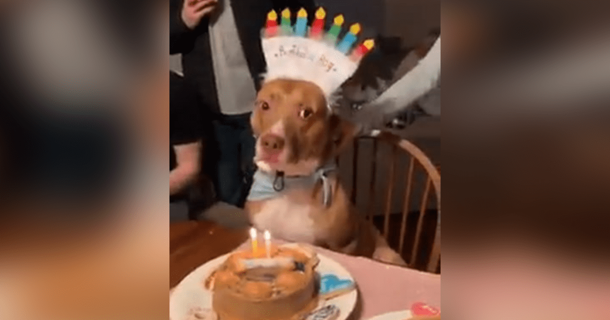 Facebook Viral Cantan Happy Birthday A Perro Y Este Tiene Curiosa