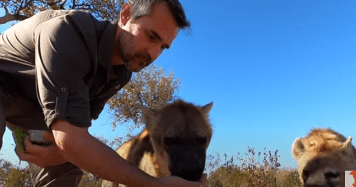 YouTube viral hombre se reencuentra con hiena que cuidó de bebé y este