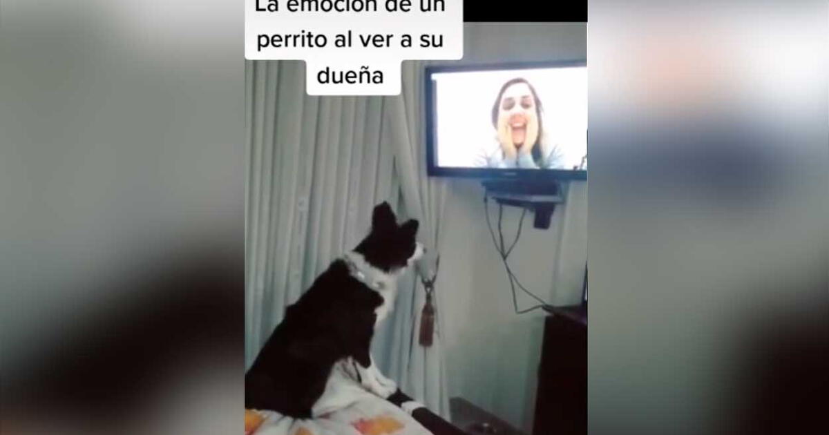 TikTok viral Perro ve a su dueña por videollamada y tiene curiosa