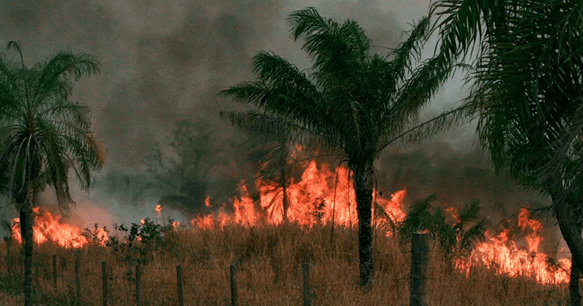 Bolivia Declara Desastre Nacional Por Los Incendios Forestales Para