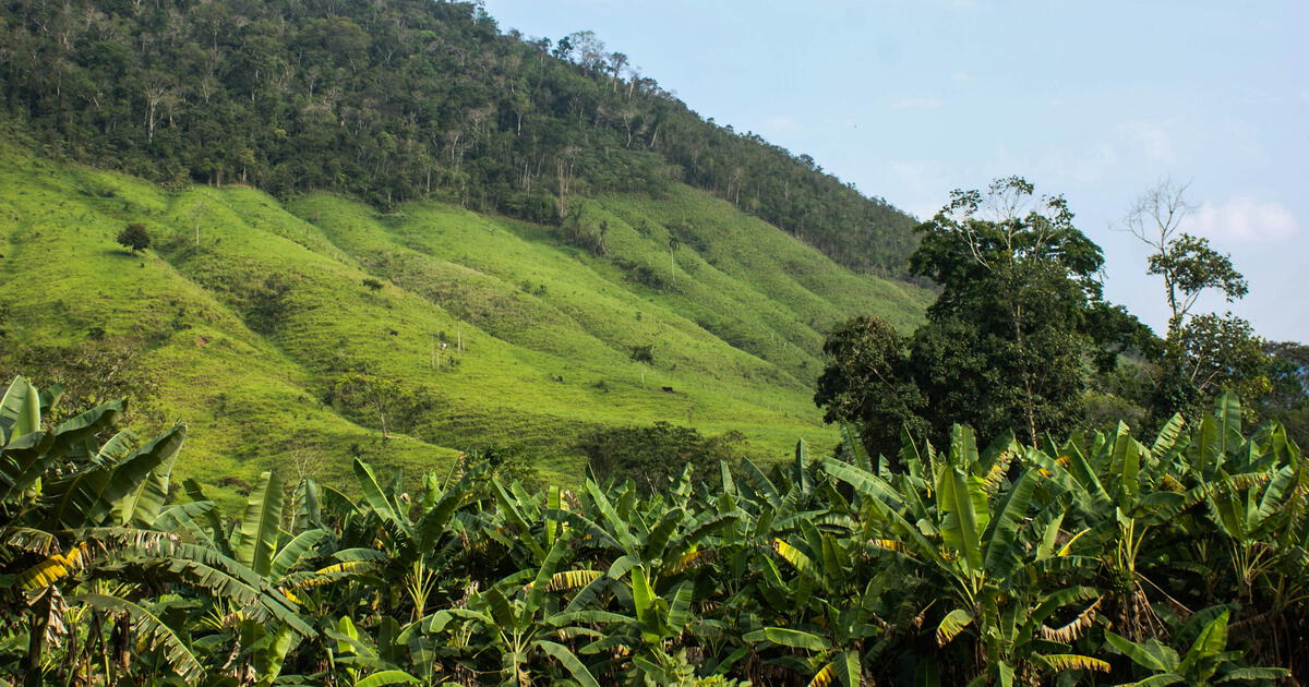 Minagri la próxima semana se aprobará reglamento de adecuación de