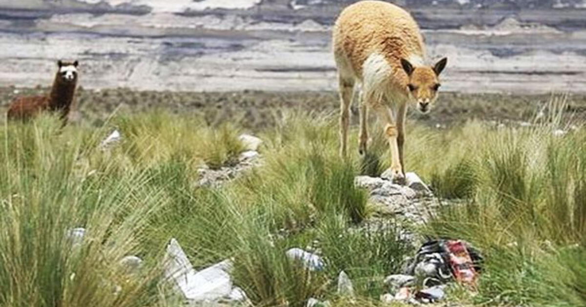 Aumenta la población de vicuñas en Reserva Nacional de Salinas y Aguada