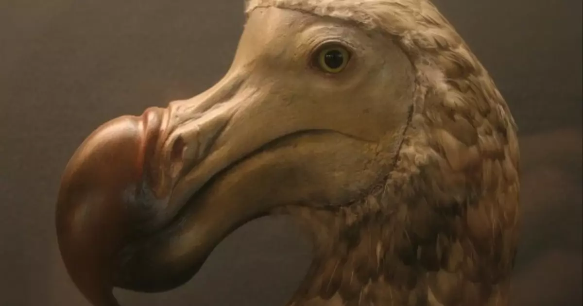 La trágica historia del pájaro dodo cómo y por qué se extinguió el