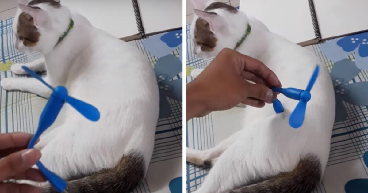 YouTube viral ventilador funciona con energía de gato Video te