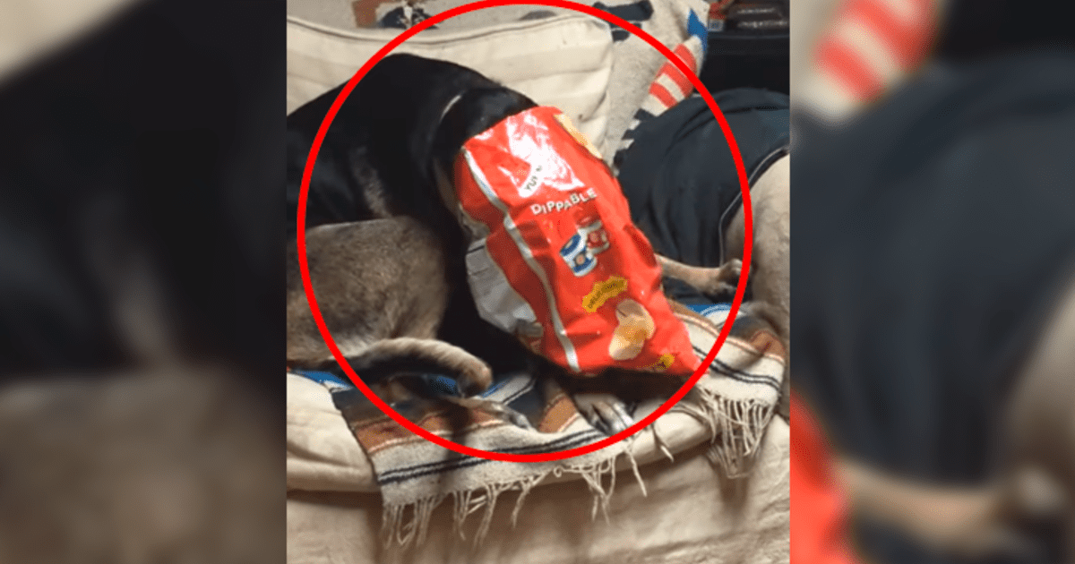 Youtube viral Perro hambriento aprovecha el descuido de su dueño para