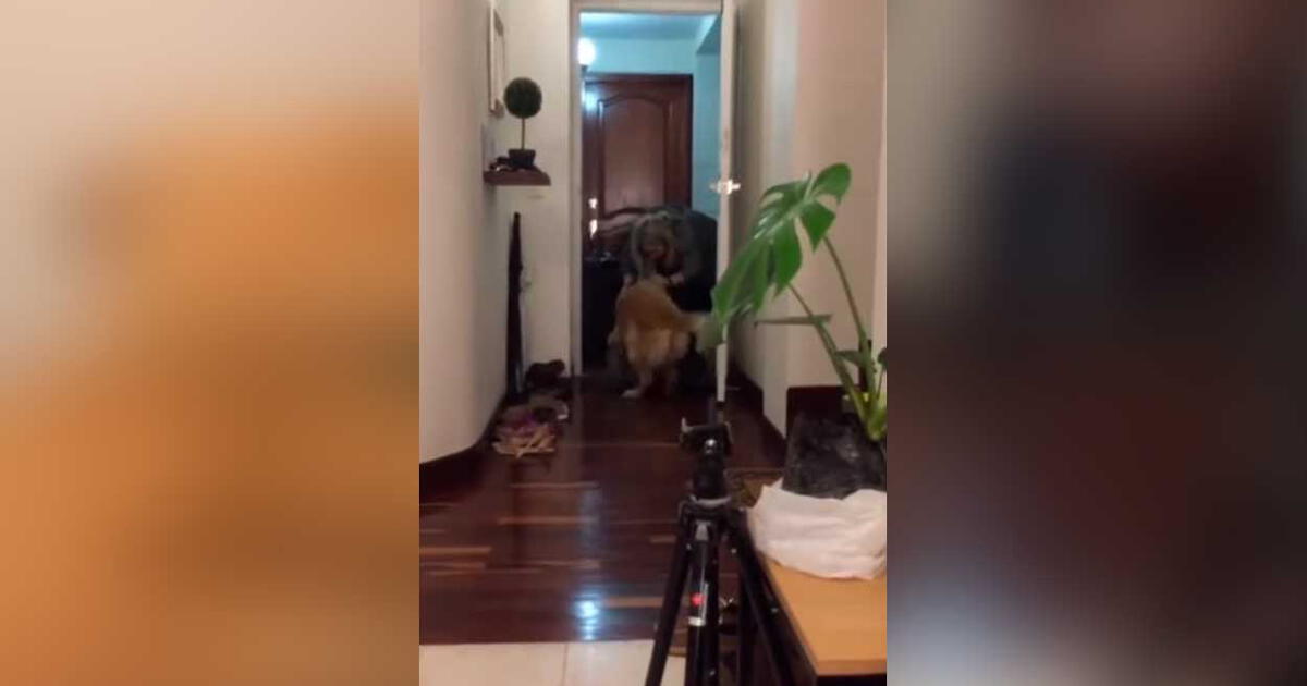 TikTok viral perro se reencuentra con sus dueños tras estar alejados