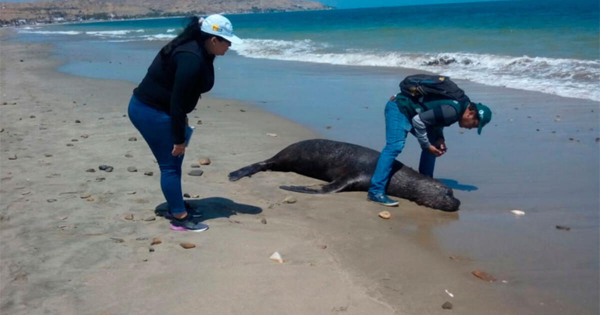 Tumbes Hallan Lobos Marinos Muertos En Playa De Acapulco Sociedad