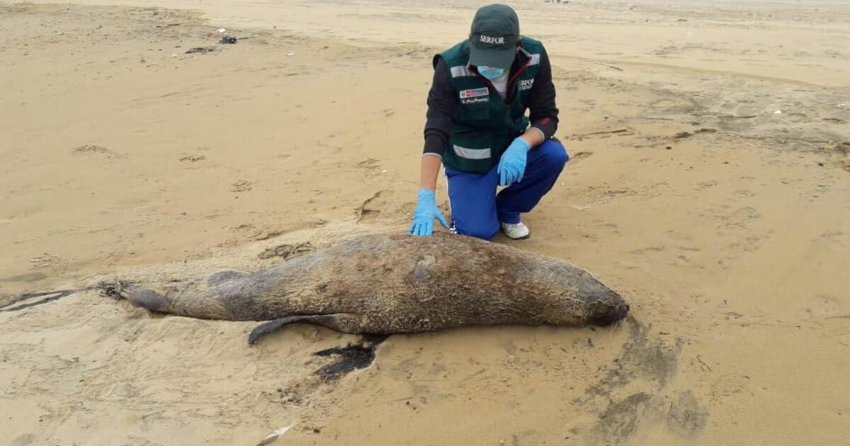 Gripe aviar Senasa confirman muerte de 3 lobos marinos y un delfín a