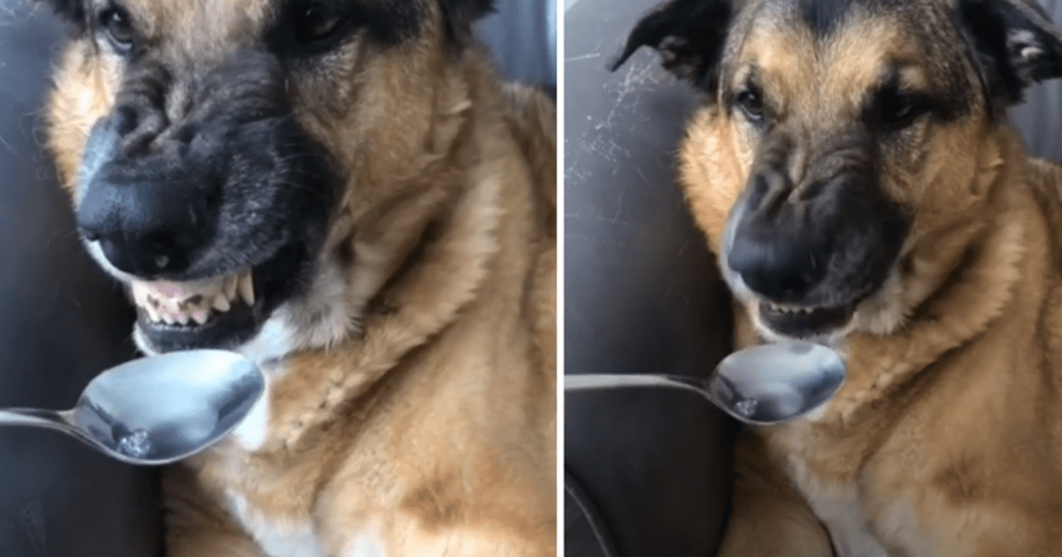 Tiktok Viral Perro Tiene Curiosa Reacci N Cuando Su Due A Le Da Su