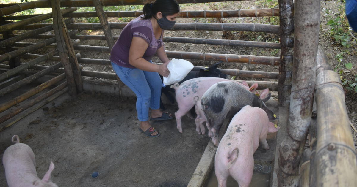 Piura Usuarias Del Programa Juntos Ganan Concurso De Emprendimientos