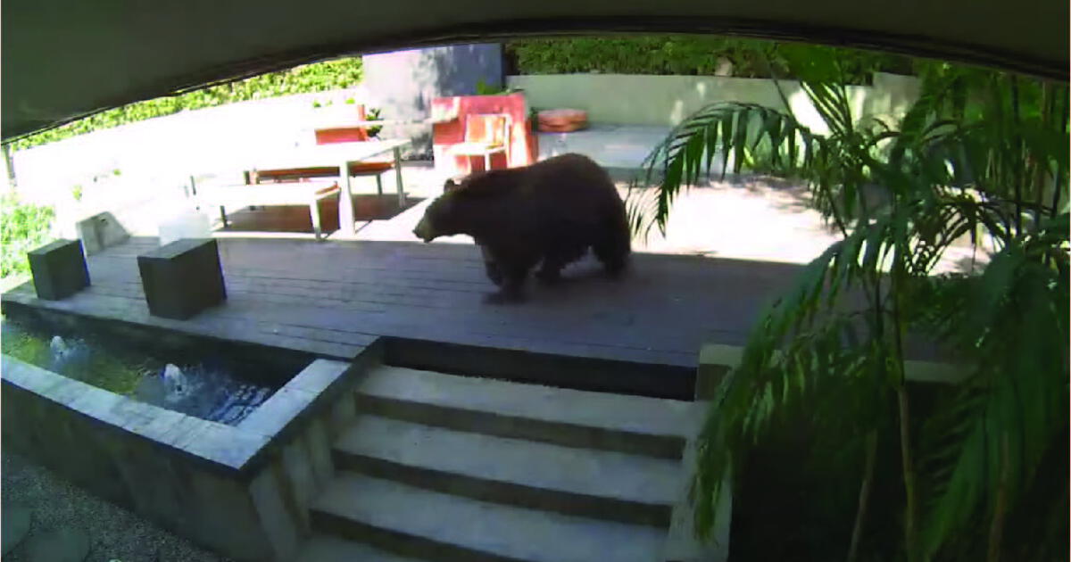 YouTube viral cámaras captan a un fornido oso que toma un baño en el