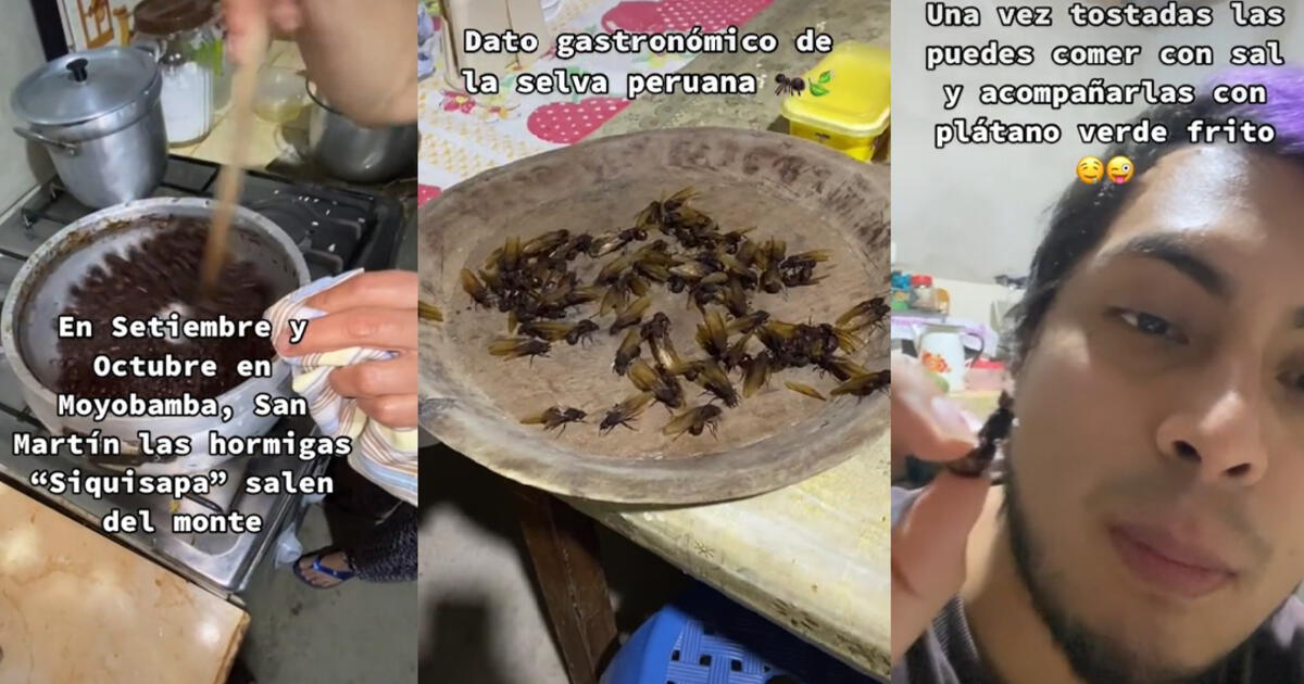 Tiktok Viral Joven Viaja A La Selva Para Probar Hormigas Siquisapa Y