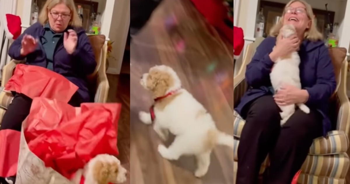 Tiktok Viral La Tierna Reacci N De Una Mujer Al Recibir Un Cachorro