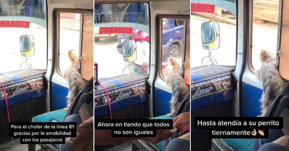 TikTok Chofer De Bus Colectivo Lleva A Su Perrito Al Trabajo Para No