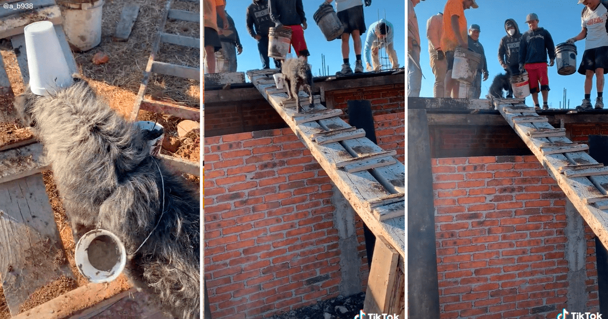 Tiktok Viral Captan A Perrito Alba Il Ayudando En La Construcci N De