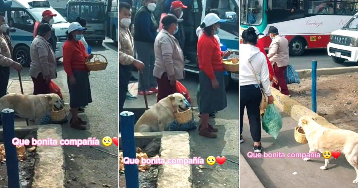 Tiktok Viral Perrito Conmueve Al Ayudar A Su Due A En Su Trabajo Como