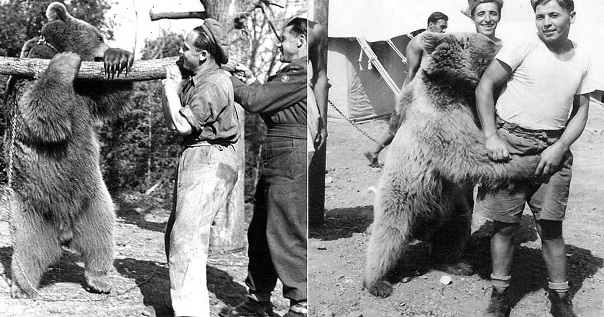 Wojtek el oso que fue soldado en la Segunda Guerra Mundial y luchó