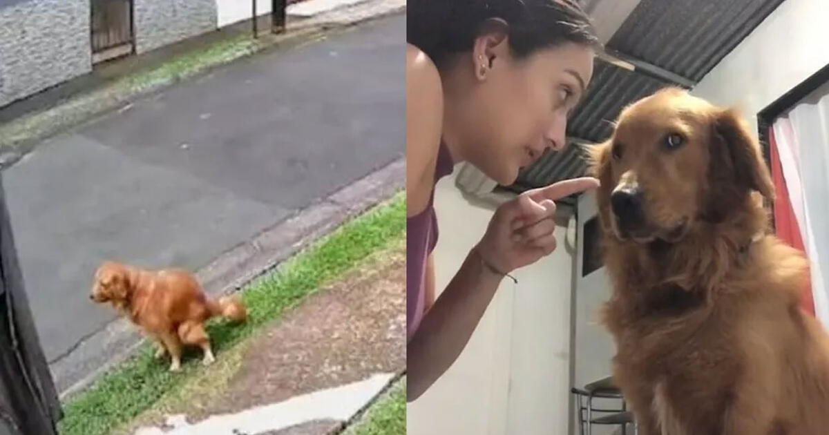 Facebook viral perrito ensucia la casa del vecino y cámaras de