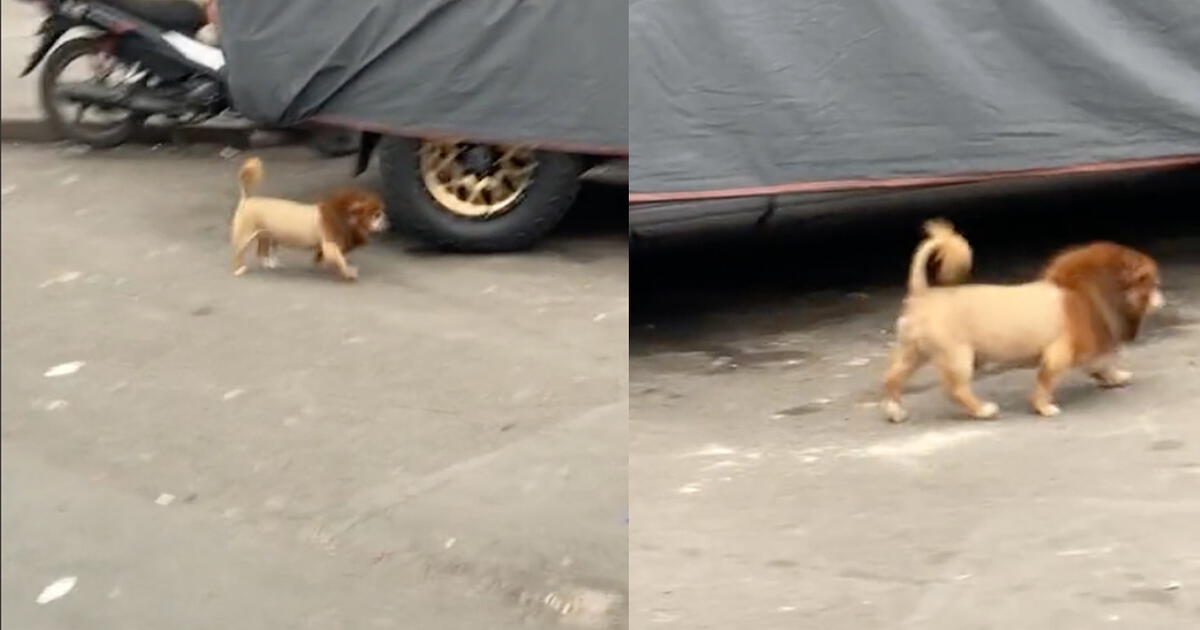 Tiktok Viral Perrito Callejero Es Captado En El Centro De Lima Con