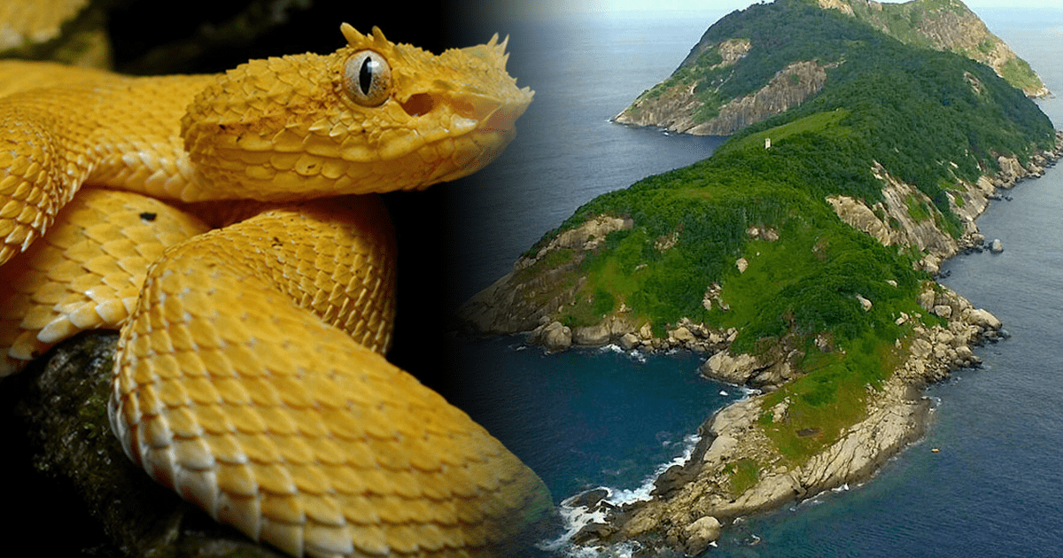 Isla De Las Cobras C Mo Es El Lugar M S Peligroso Del Mundo Que Se