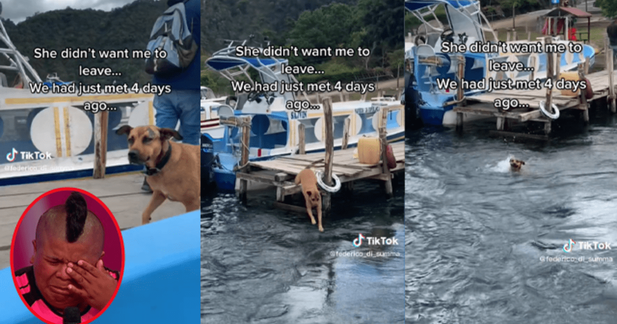 Tiktok Perrita Se Lanz Al Mar Para Seguir A Viajero Que Hab A