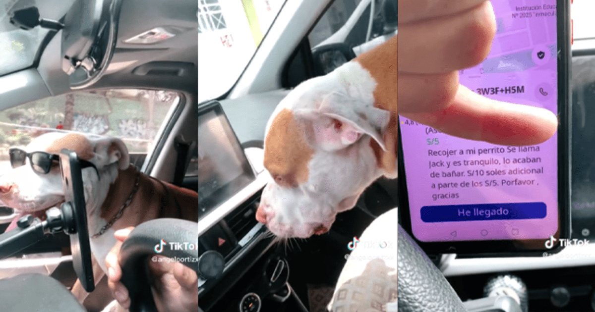 Tiktok viral a un joven le pidieron que recogiera a un perrito bebé y