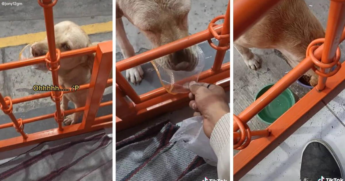 Tiktok Viral Perrito Se Vuelve Sensaci N Al Pagarle Con Basura Al