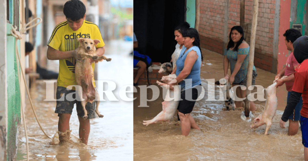 Chiclayo Perros Y Hasta Chanchitos Son Retirados Del Agua Tras