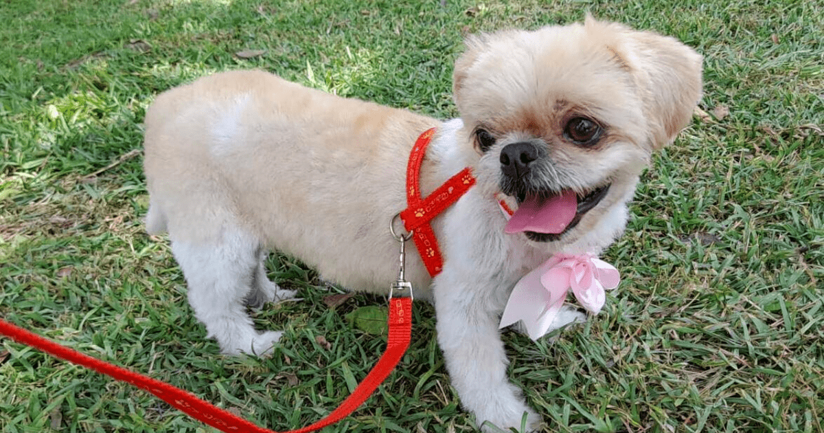 Familia Pide Ayuda Para Encontrar A Su Mascota Perdida En El Agustino