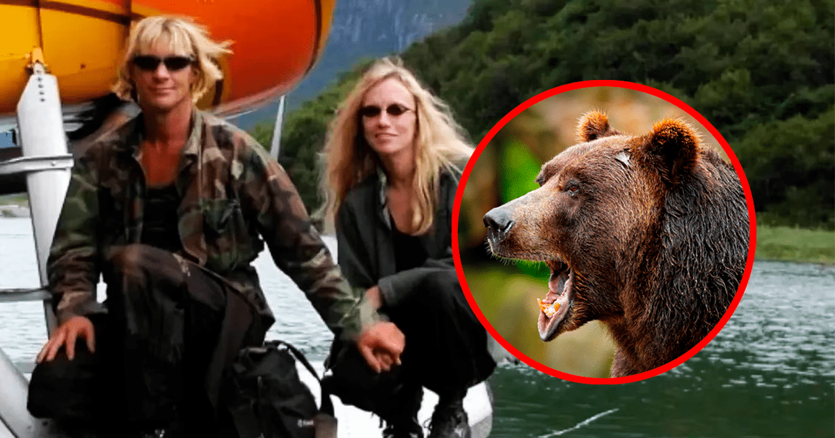 Viral Timothy Treadwell Y Amie La Novia Devorada Por Un Oso En Un