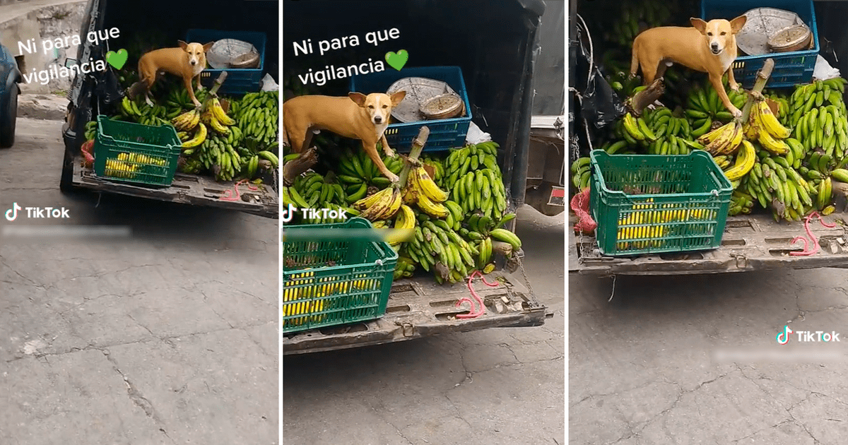 TikTok viral Y para qué policía perrito guardián no permite que