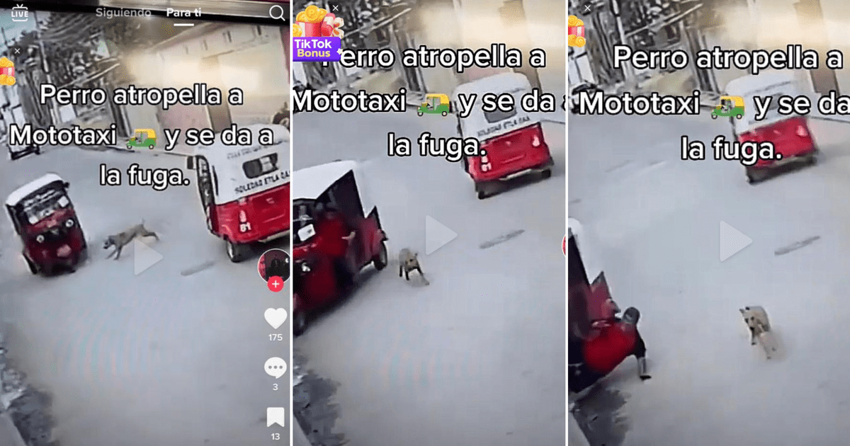 Viral TikTok Perrito Atropella Mototaxi Y Se Da A La Fuga Mira El