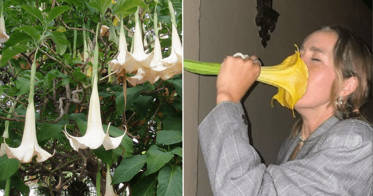 Floripondio De Ni O Recog As Y Ol As Esta Flor Conoce Los Peligros