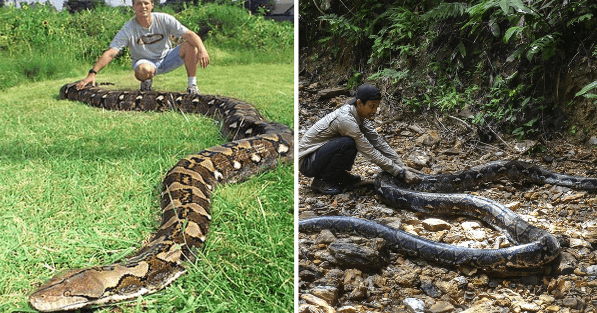 La Serpiente M S Larga Del Mundo Cu Nto Mide La Piton Reticulada