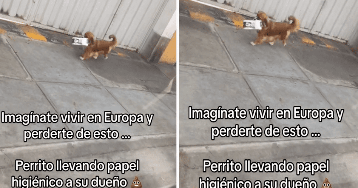 Tiktok Viral Entrenado Para Las Emergencias Captan A Perrito