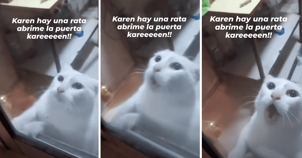 Tiktok Viral Gato Pide A Gritos Que Lo Saquen De La Cocina Donde