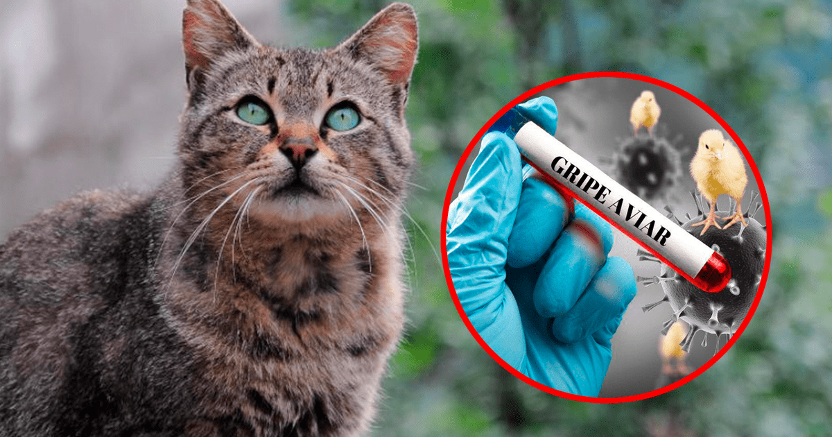 OMS Advierte Del Mayor Brote De Gripe Aviar En Gatos Alerta Mundial