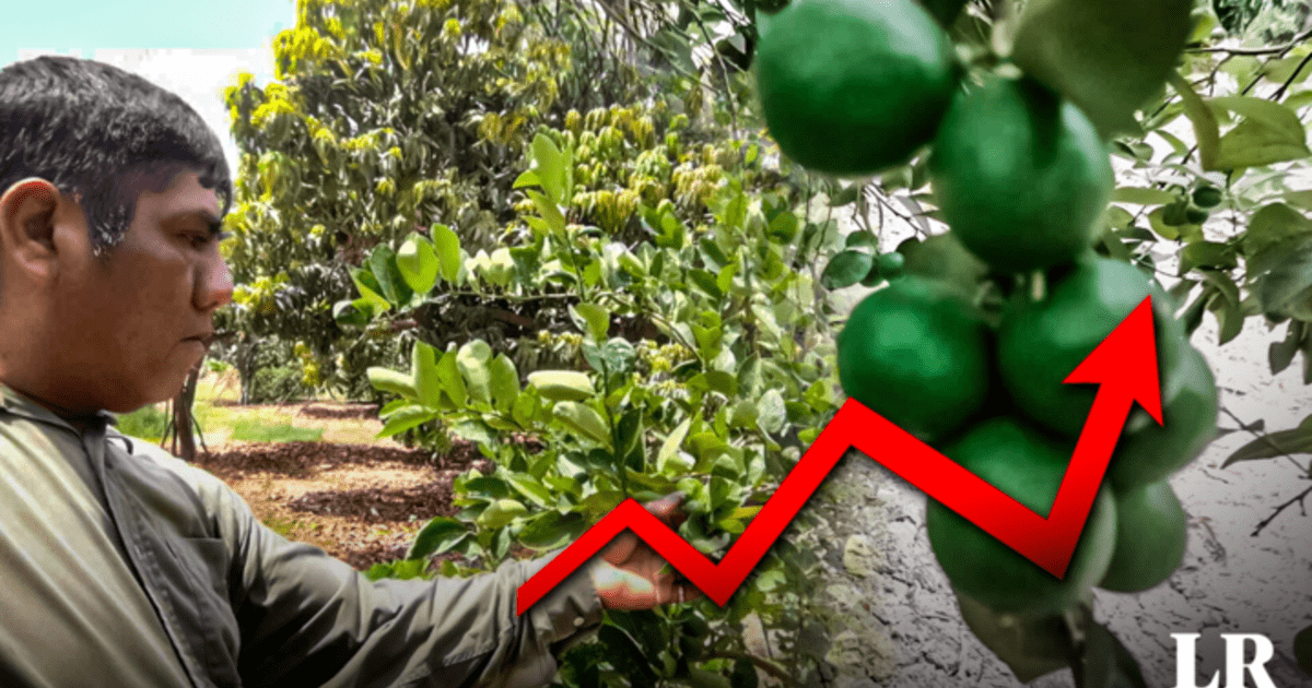 Precio del limón Piura productores piden al Estado controlar precio