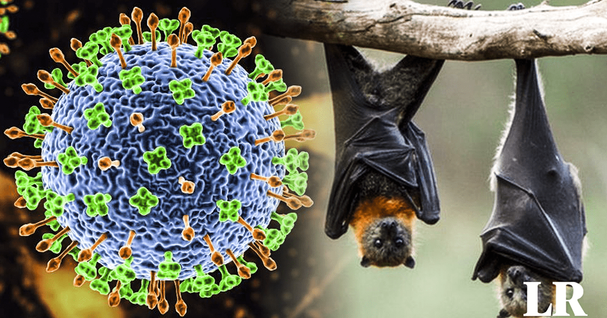 Virus Nipah Cómo afecta al cuerpo humano y qué tiene que ver con los